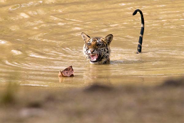 Scaredy Cat Tiger Frightened By A Floating Leaf