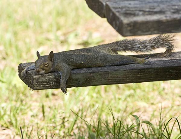 Tired Squirrel