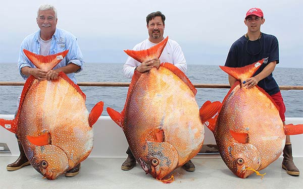 World's Largest Opah Fish