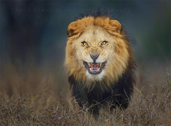 Photographer Gets A Little Too Close To Lion, Escapes With This Stunning Picture