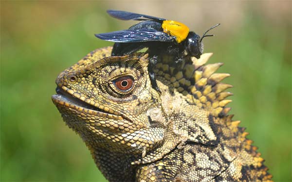 Brave Bee Landed On Lizard's Head