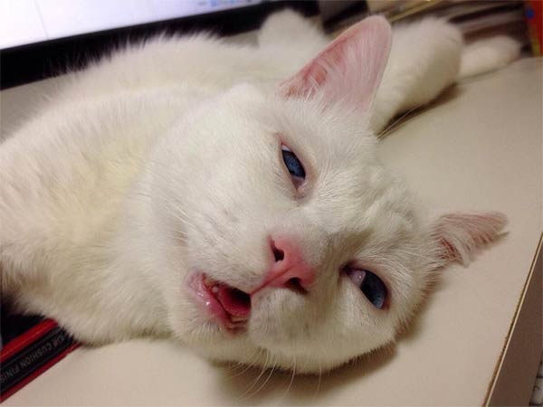The Cat With The Ugliest Sleeping Face in Japan