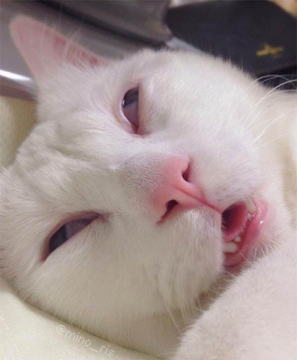 Awful Sleeping Face Cat in Japan