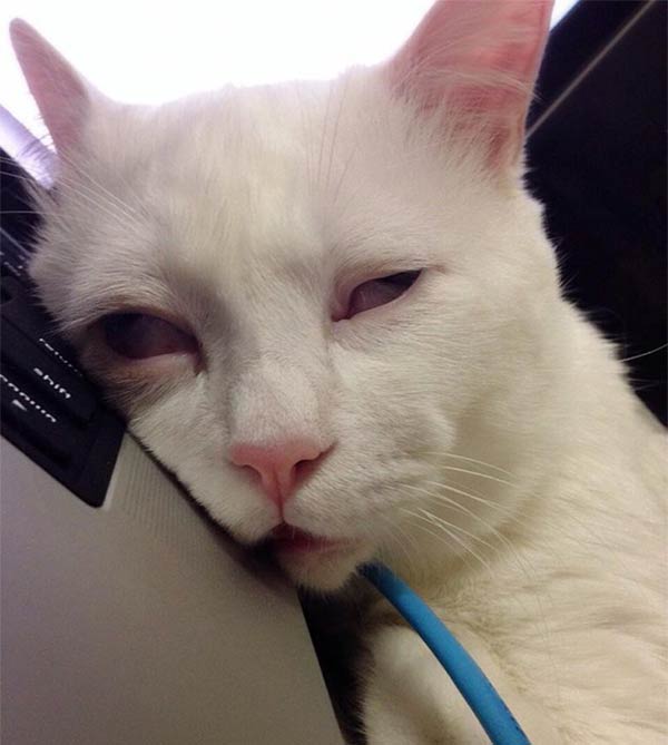 Most Awful Sleeping Face Cat in Japan