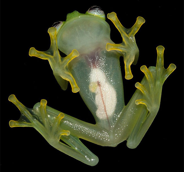 Crystal Frog