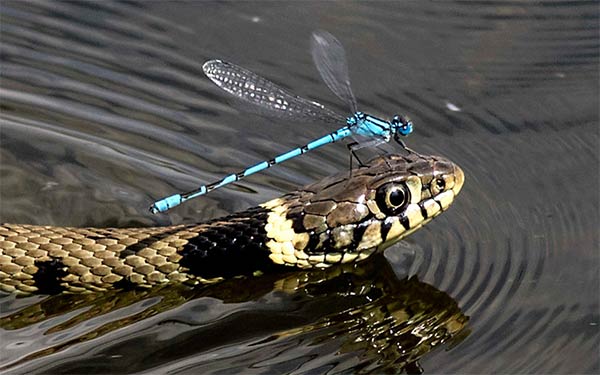 Lazy Damselfly Riding A Snake