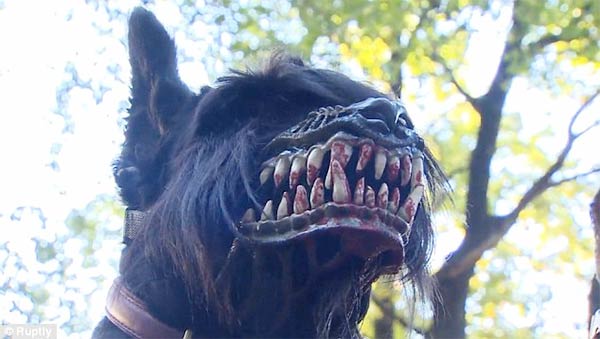 Muzzle with Large Bloodied Teeth