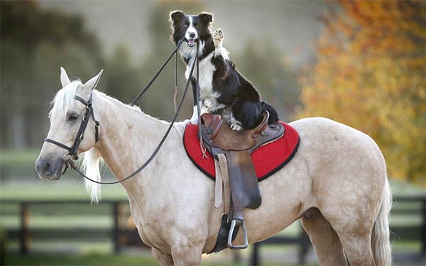 Dog Training & Riding Horse