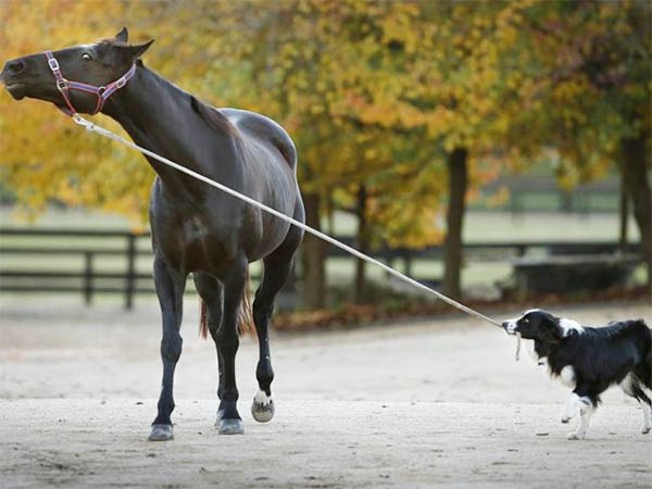 Dog Training & Riding Horse