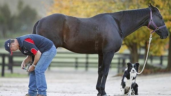 Dog Training & Riding Horse