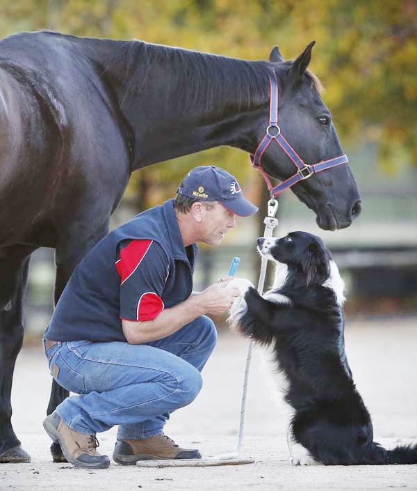 Dog Training & Riding Horse