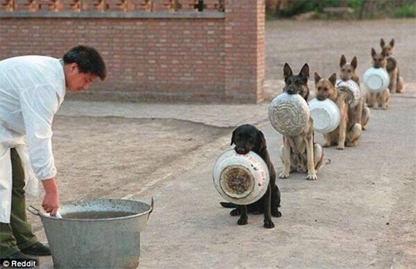 Chinese Police Dogs Form A Perfect Line While Waiting For Their Food