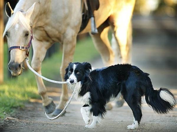 Dog Training & Riding Horse