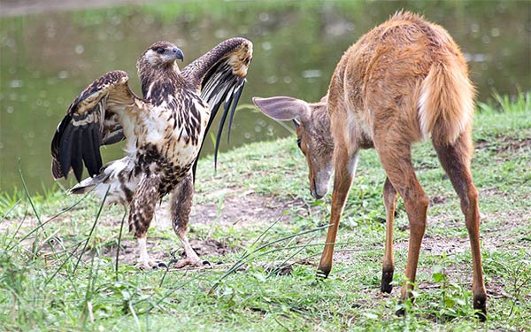 Display of Aggression By Mischievous Fish Eagle