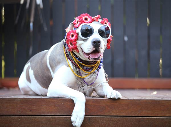 1970's Inspired Dog Fashion