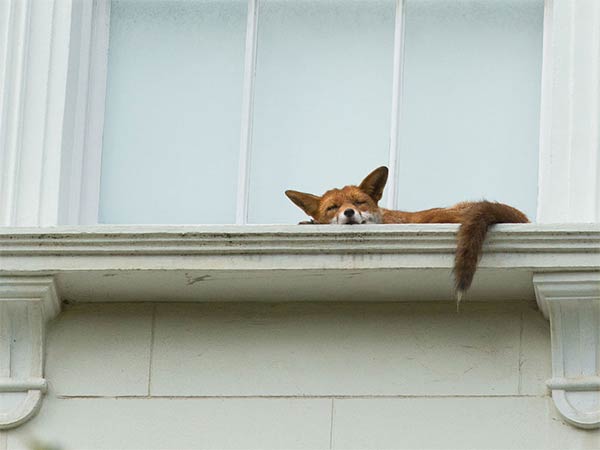 Fox Climbs Up To First Floor Balcony In Notting Hill