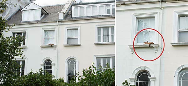 Fox Climbs Up To First Floor Balcony In Notting Hill