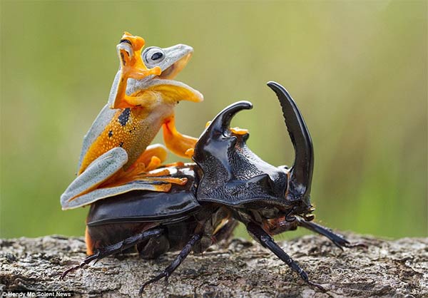 Frog Riding Beetle