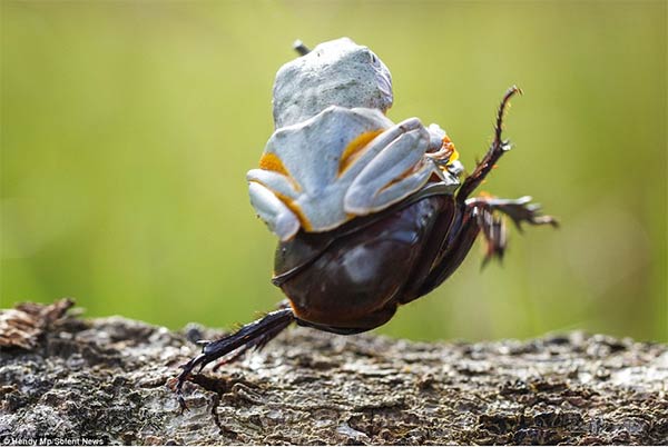 Cowboy Frog Enjoys His Own Little Rodeo