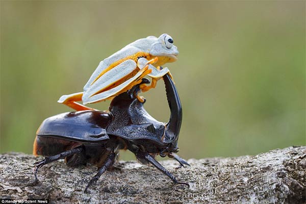 Adventurous Frog Riding A Beetle