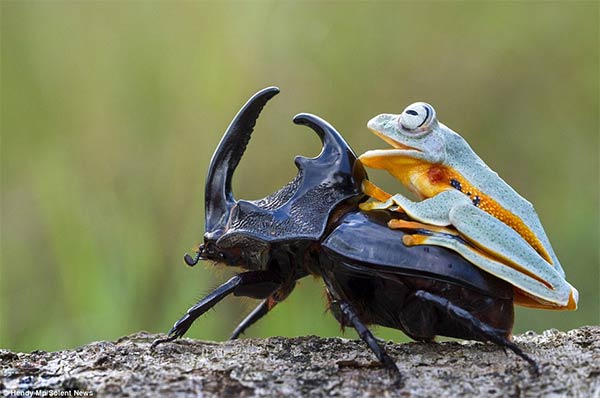 Adventurous Frog Riding A Beetle