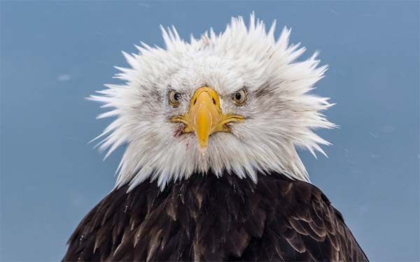 Funny Bald Eagle Hairs