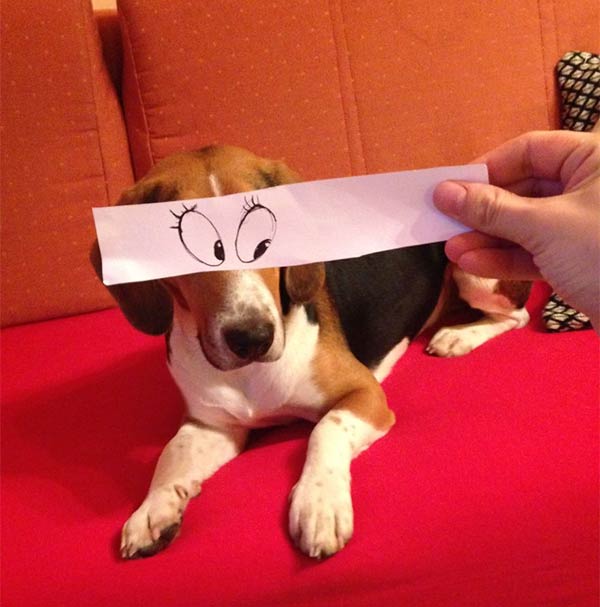 Funny Eye Illustrations For Juno, The Dog