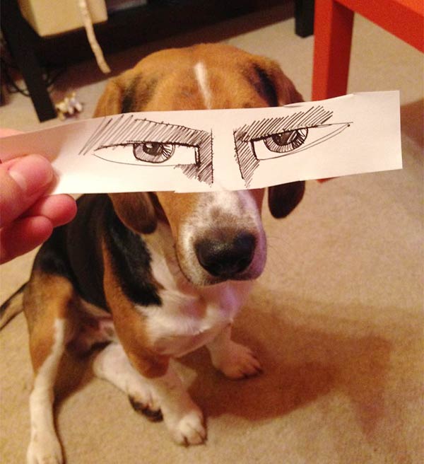 Funny Eye Illustrations For Juno, The Dog