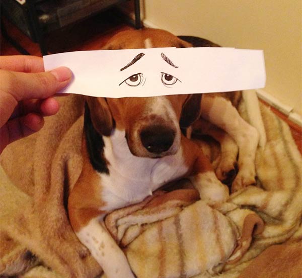 Funny Eye Illustrations For Juno, The Dog