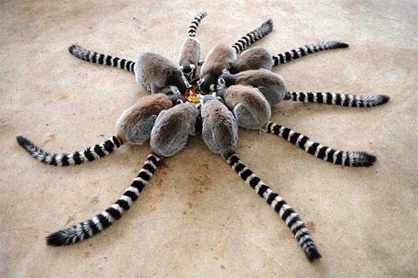 Lemurs Making Funny Formation