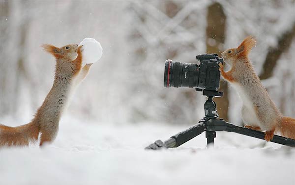 Funny Squirrels Photography