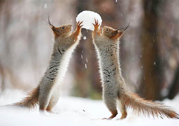 Funny Squirrels Photography