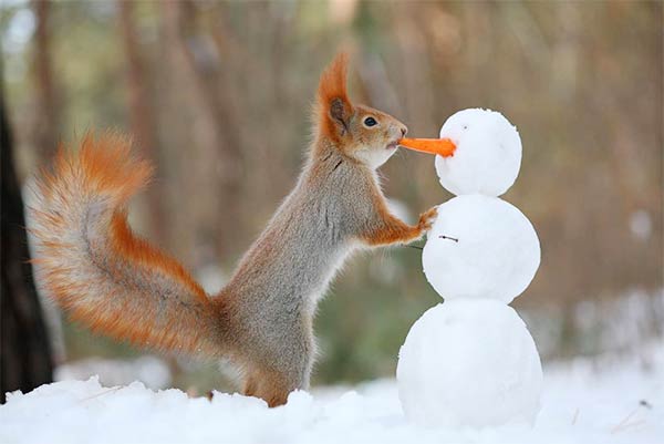 Funny Squirrels Photography