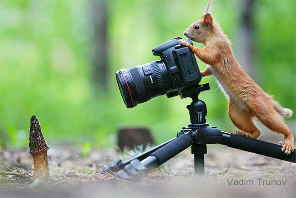Funny Squirrels Photography