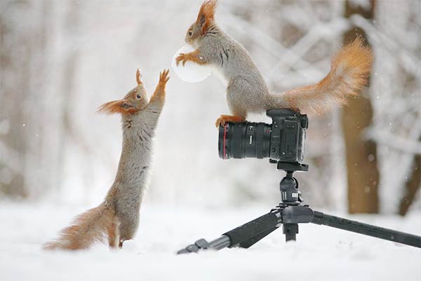 Funny Squirrels Photography