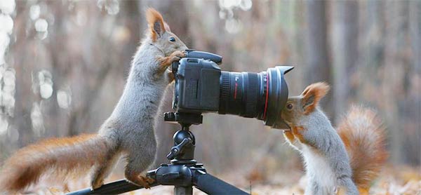 Funny Squirrels Photography