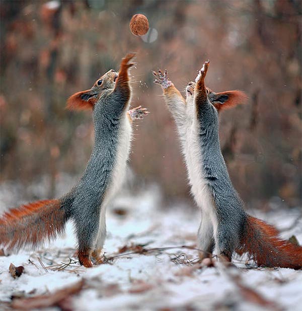 Funny Squirrels Photography