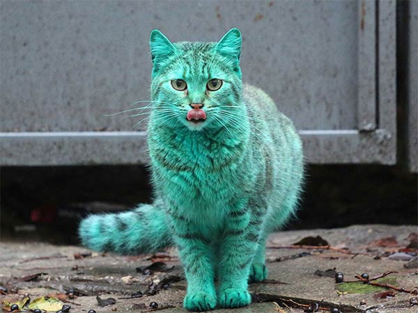 Stray Cat Accidentally Turned Itself Green
