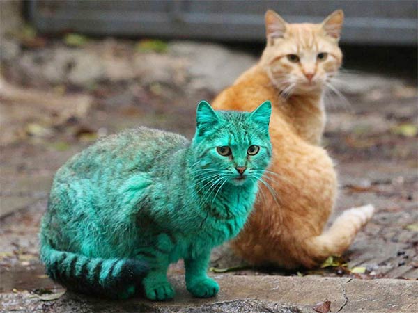 Stray Cat Accidentally Turned Itself Green