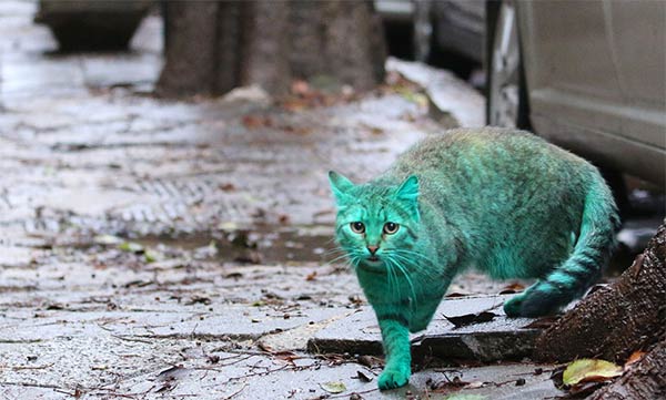 Stray Cat Accidentally Turned Itself Green