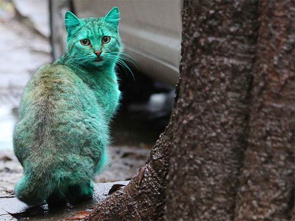 Stray Cat Accidentally Turned Itself Green