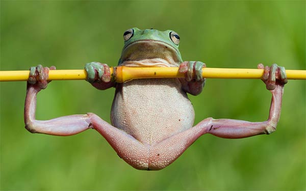 Tree Frog Enjoying a Gymnastic Work Out