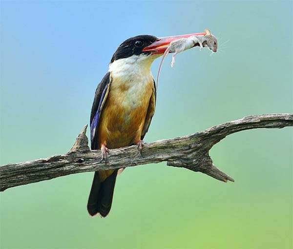 Kingfisher Caught a Mouse