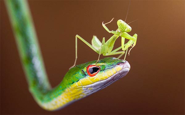 Praying Mantis Waving From The Head of a Mamba