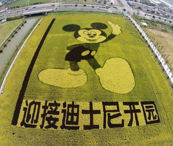 Mickey Mouse Shape Made of Rice Plants in China