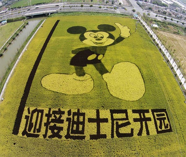 Mickey Mouse Shape Made of Rice Plants in China