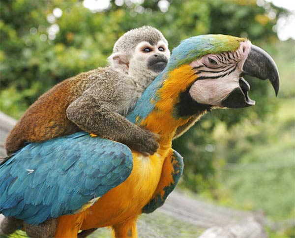 Lazy Monkey Riding on The Back of Macaw