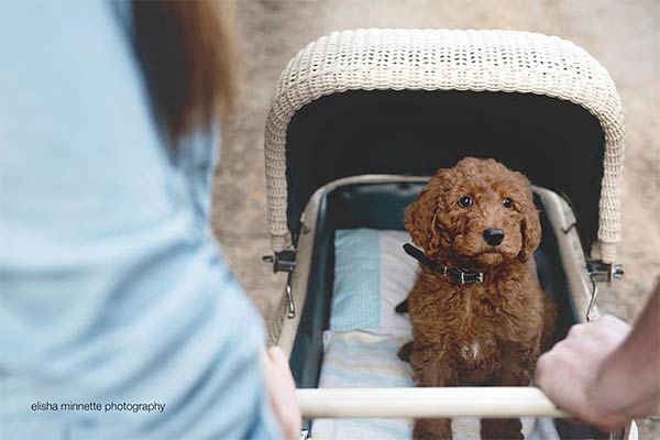 Couple Hilariously Recreates Newborn Photo Shoot with Their Puppy