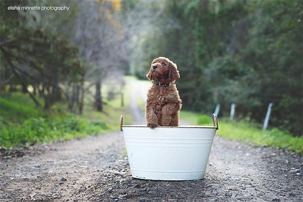 Couple Takes Newborn Photos With Their Dog