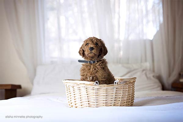 Couple Takes Newborn Photos With Their Dog